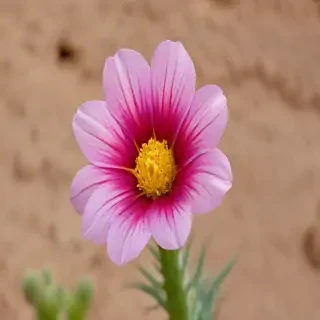desert flower