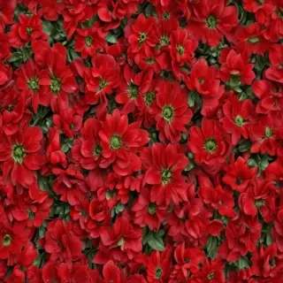 flower background red