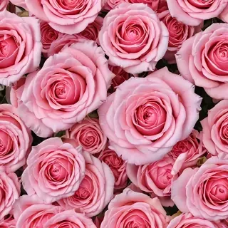 pink roses wallpaper iphone