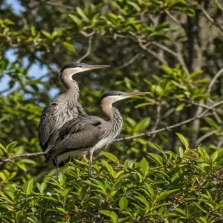 florida birds