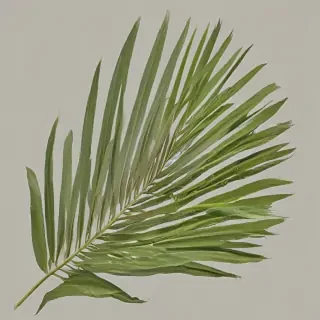 palm tree leaf png