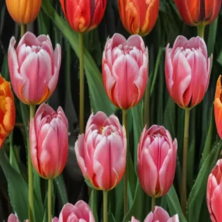 tulips wallpaper aesthetic