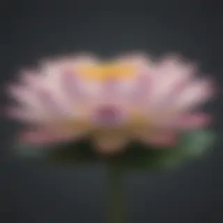 lotus flower png