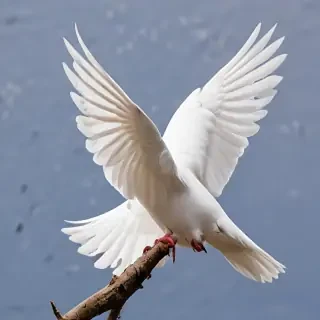 png dove