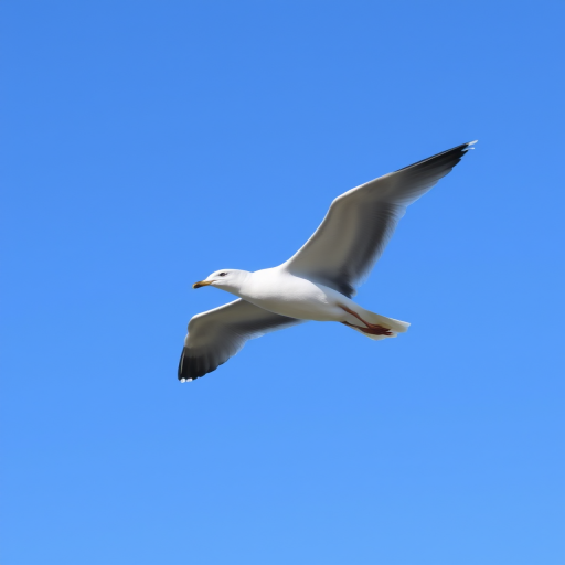 A seagull in mid-flight with outstretched wings and a clear blue sky background.