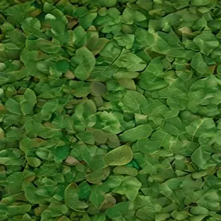 leaf backgrounds
