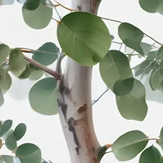 transparent eucalyptus