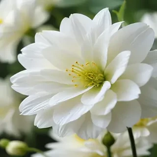 white flower wallpaper