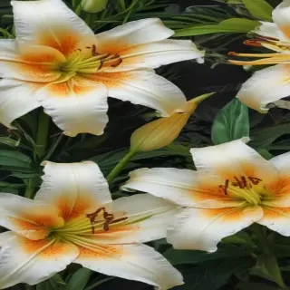 lily background