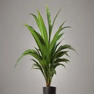 indoor plant png