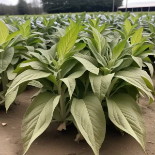 tobacco plant