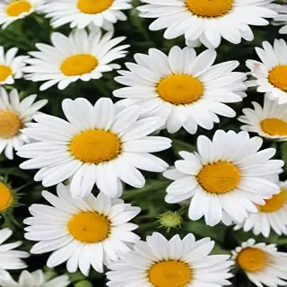 daisy flower wallpaper