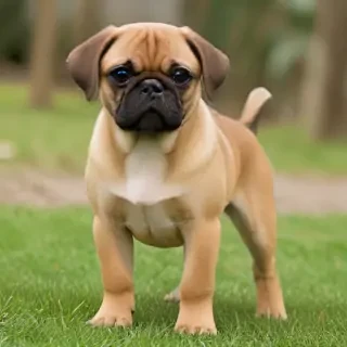 puggle dog breed