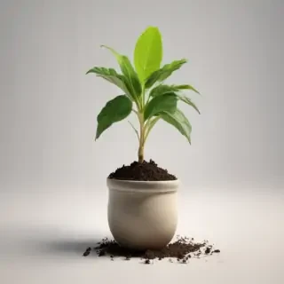 seedling png