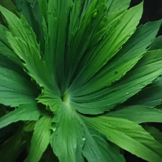 iphone wallpaper green