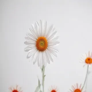 flower on white background