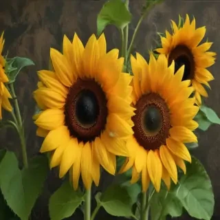 sunflower wallpaper iphone