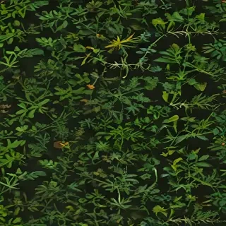 weeds png