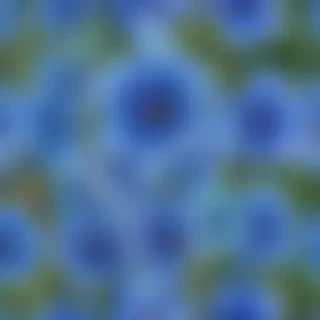 blue flower
