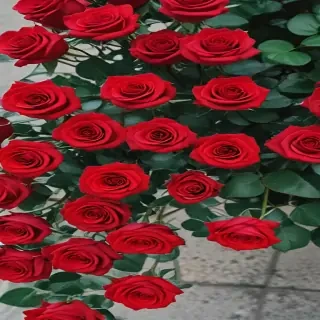 red roses aesthetic