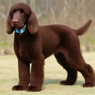 irish water spaniel