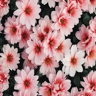 asthetic flower wallpaper