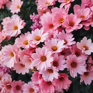 phone backgrounds flowers