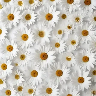 flowers white background