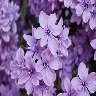 aesthetic lilac wallpaper