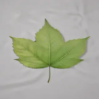 leaf transparent background