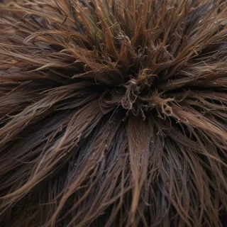hairy free