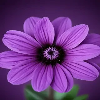 purple flower iphone wallpaper