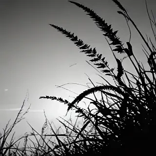 grass silhouette
