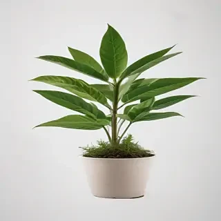 plant no background