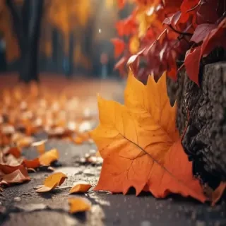iphone cute fall wallpaper