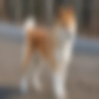 hokkaido dog breed