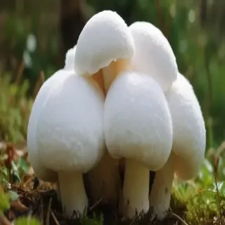 puffball mushroom