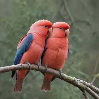 love birds