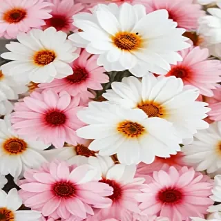 flower white bg