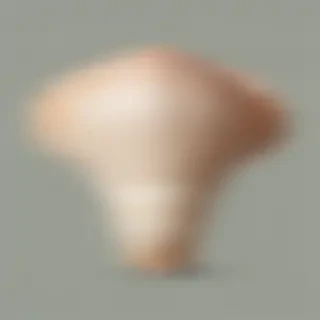 seashell png