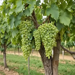 grape tree