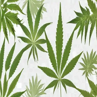 marijuana leaf transparent background