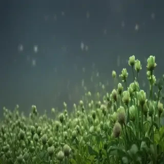 clover png
