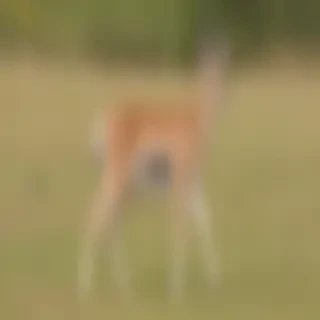 gazelle animal