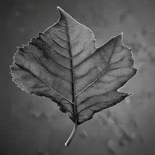 leaf in black and white