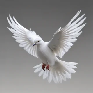 dove png