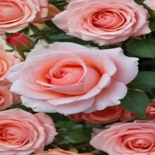 roses backgrounds