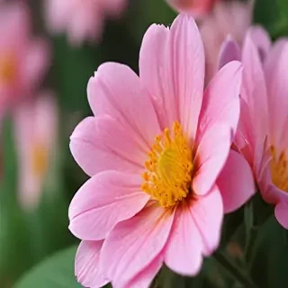 wallpaper iphone flower