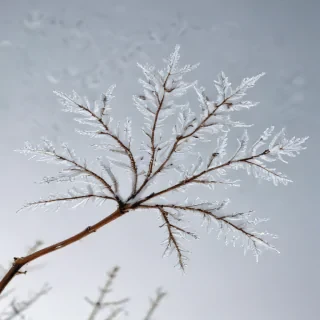 snow transparent