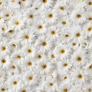 flower background white